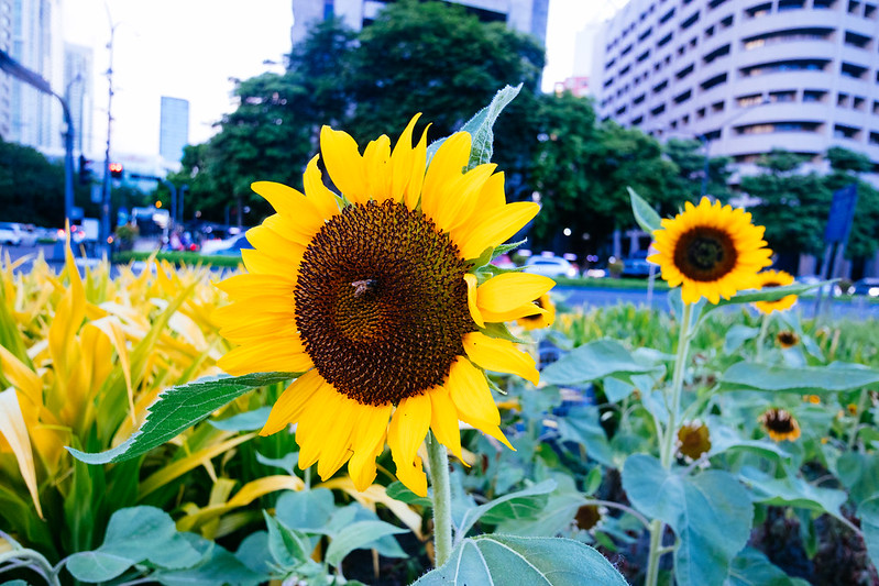 sunflowers with a bee and a building in the background<br/>© <a href="https://flickr.com/people/37837114@N00" target="_blank" rel="nofollow">37837114@N00</a> (<a href="https://flickr.com/photo.gne?id=52897128988" target="_blank" rel="nofollow">Flickr</a>)