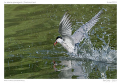 La sterne | Commmon tern