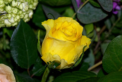 Une rose d'or - A golden rose