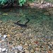 #Eels #Stony Bay #Coromandel #NZ