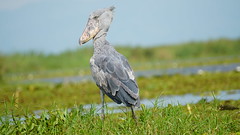 We met this friend, the Shoebill stork at Mabamba swamp. By far, this is the most loved bird by tour