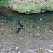 #Eel #Stony Bay #Coromandel #NI #NZ