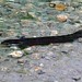 #Eel #Stony Bay #Coromandel #NZ