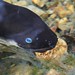 #Eel #Stony Bay #Coromandel #NZ