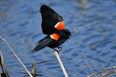 Carouge à épaulettes mâle--Red-winged Blackbird male(Agelaius phoenniceus)