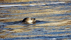 Seehund / Harbor seal (Phoca vitulina)