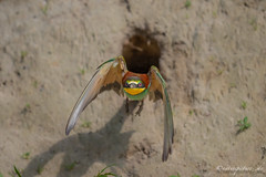 bee eater day