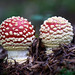 Fly Agaric Twins