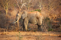 Elephant in the wild of Kenya.