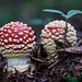 Fly Agaric Twins