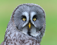 Great Grey Owl (Explored)