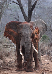 Big bull elephant in the Masai Mara of Kenya.