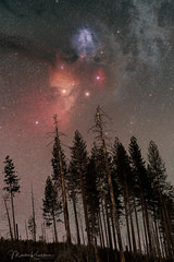 Beyond the Forest III - Dawn with Rho Ophiuchi Cloud Complex