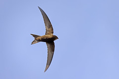 Andorinhão preto - Apus apus - Common swift