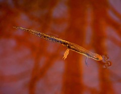 Newt Swimming Through Tree Shadows