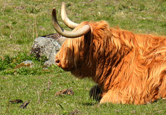 Highland Cattle and Starlings
