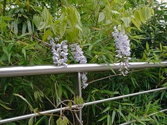 Une glycine un peu pâle - A pale wisteria