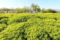 The fields of green flowers