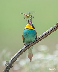 Juggler / European Bee-eaters (Merops apiaster)