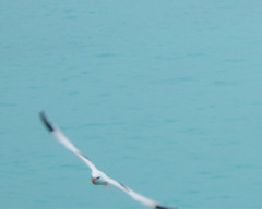 Bermuda Longtail in Flight