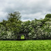 Irish hedgerow