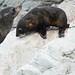 #Fur Seals #Kekeno #Kaikoura #SI NZ
