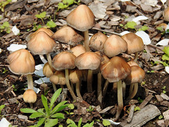 Mica Cap mushrooms along a trail at the Fletcher Wildlife Garden in Ottawa, Ontario