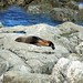 #Fur Seals #Kekeno #Kaikoura #SI NZ