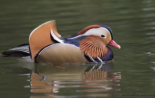 Pato Mandarín "Mandarin duck" (Aix galericulata)
