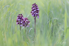 Lady orchid; Orchis purpurea