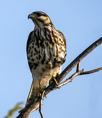 Gray hawk (Buteo plagiatus) juvenile