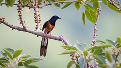 A White Rumped Shama foraging on the hillside trees!