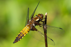 Broad-bodied chaser imm m