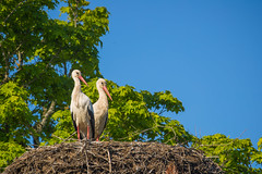 White Stork's (Ciconia ciconia)
