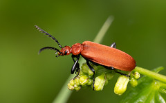 Red-headed cardinal beetle