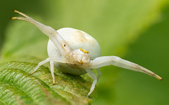 Crab spider Misumena vatia