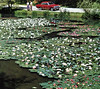 Rekord flower pond