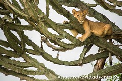 Amazing Tree Climbing Lion Seen in Cactus Tree Branches at Queen Elizabeth National Park