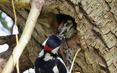 Great spotted woodpecker chick #2