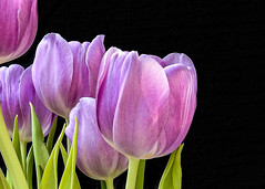Purple tulips / black background