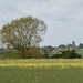 view from lane near Birthorpe, over the fields to the tower of Folkingham church 2