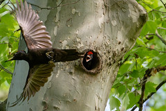pic noir / black woodpecker 23H_3735