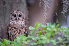 Barred Owl | Strix varia | 2023 - 7