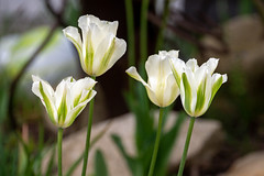 White tulips - 1202