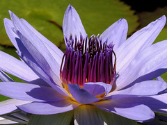 Showy Water Lily
