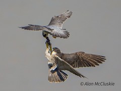peregrine food pass ( male top)..