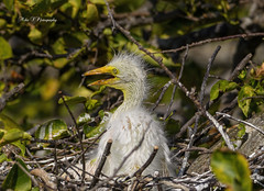 Great egret chick