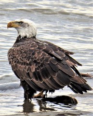 Adult Bald Eagle - Catch Of The Day
