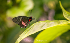 Pink Cattleheart Butterfly (9).