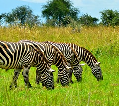 Amazing Zebras in Kidepo Valley National Park